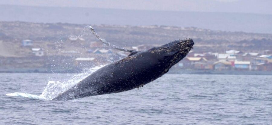 Whales & Humboldt Penguins: Chañaral or Damas island hiking - Caleta Los Hornos shows working coastal Chile