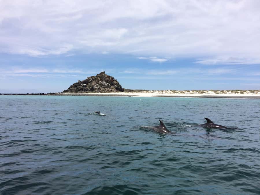 Whales & Humboldt Penguins: Chañaral or Damas island hiking - Los Choros provides lunch, but watch the clock