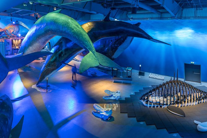 Whales Of Iceland Admission Ticket - Key points before you go