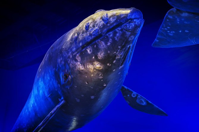 Whales Of Iceland Admission Ticket - The Reykjavik location works well with other attractions