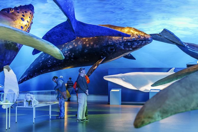 Whales Of Iceland Admission Ticket - Who will enjoy Whales of Iceland most?