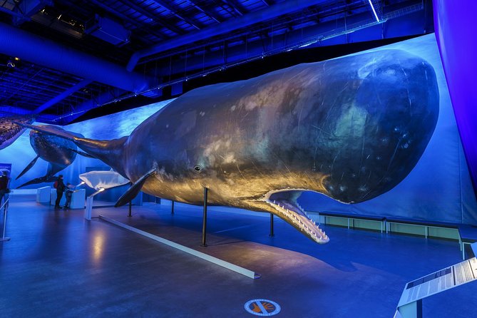 Whales Of Iceland Admission Ticket - The 23 species and what you can learn