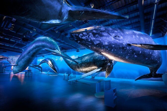 Whales of Iceland from Land and Sea - Key points at a glance
