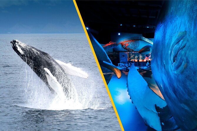Whales of Iceland from Land and Sea - Two ways to understand Iceland’s whales
