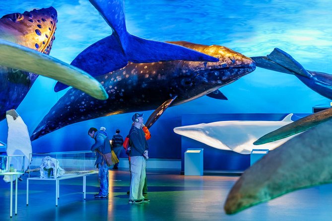 Whales of Iceland from Land and Sea - Price and what you receive