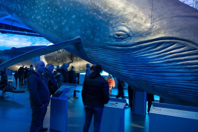 Whales of Iceland from Land and Sea - Sailing into Faxaflói Bay