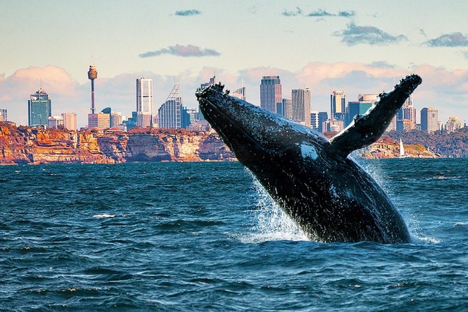 Whales of Sydney Sea Safari - Key points to know before you book