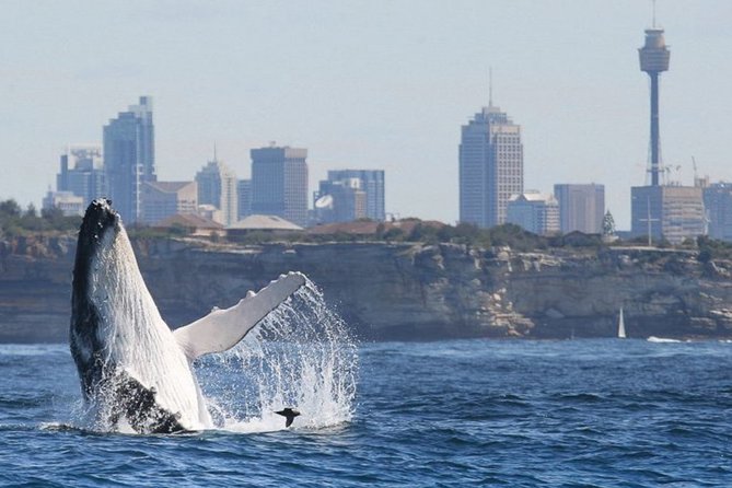 Whales of Sydney Sea Safari - Why this private Sydney whale trip feels different