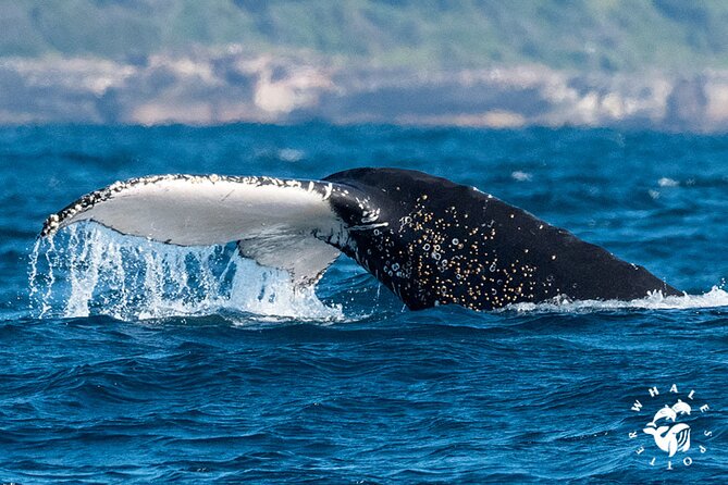 Whales of Sydney Sea Safari - Searching for whales in open water