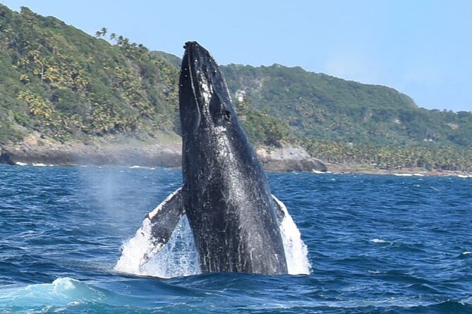 Whales Watching Half Day Experience - Key points before you book