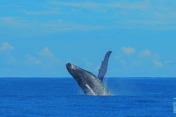 Whales Watching Half Day Experience - Is $89 a fair price?