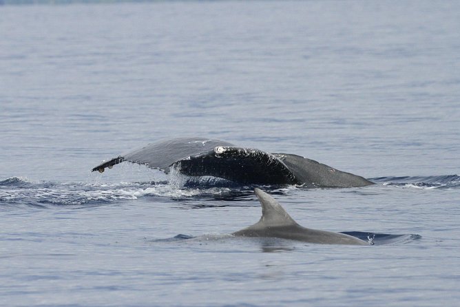 Whalewatch Deluxe Tour from Ma'alaea Harbor - Three hours in the company of humpback whales