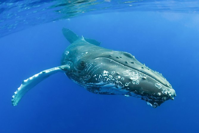 Whalewatch Deluxe Tour from Ma'alaea Harbor - Lunch, coffee, and the unclear drink policy