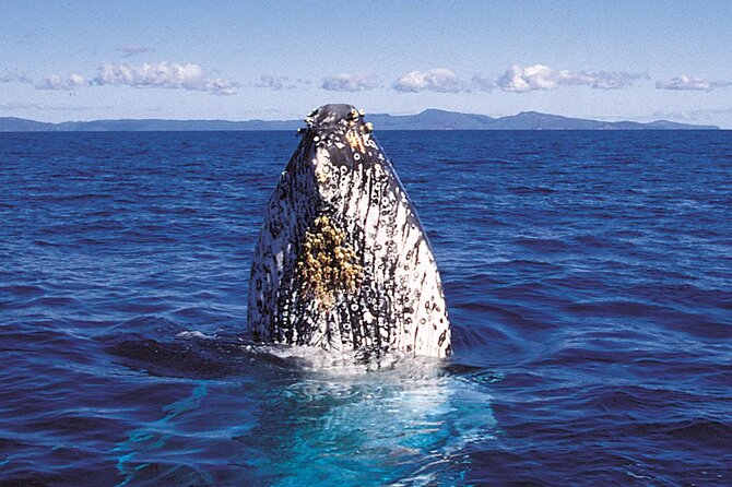 Whalewatch Deluxe Tour from Ma'alaea Harbor - What the crew adds to the wildlife experience