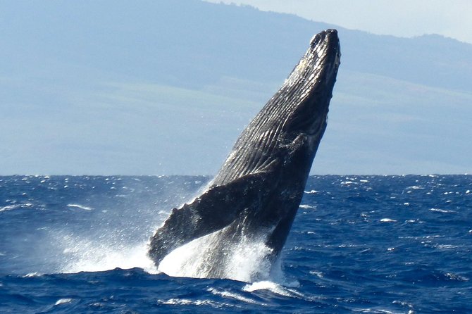 Whalewatch Deluxe Tour from Ma'alaea Harbor - Who should choose this three-hour cruise?
