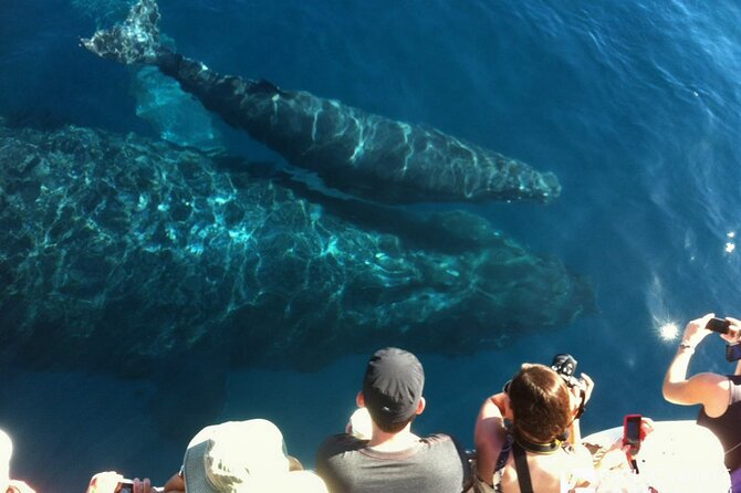 Whalewatch Deluxe Tour from Ma'alaea Harbor - Booking, weather, and cancellation details