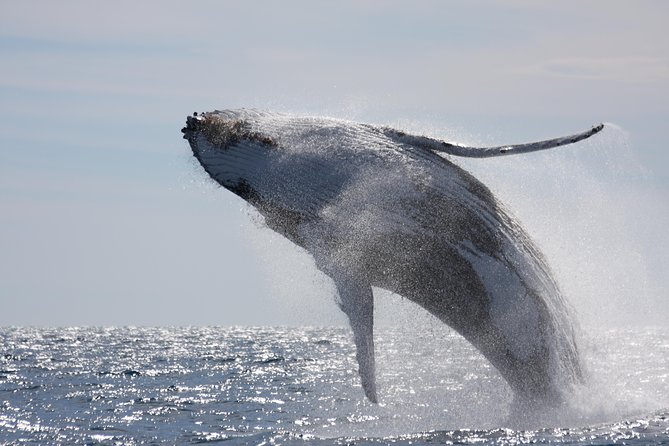 Whalewatch Deluxe Tour from Ma'alaea Harbor - Choosing your viewing spot on the double-decker boat
