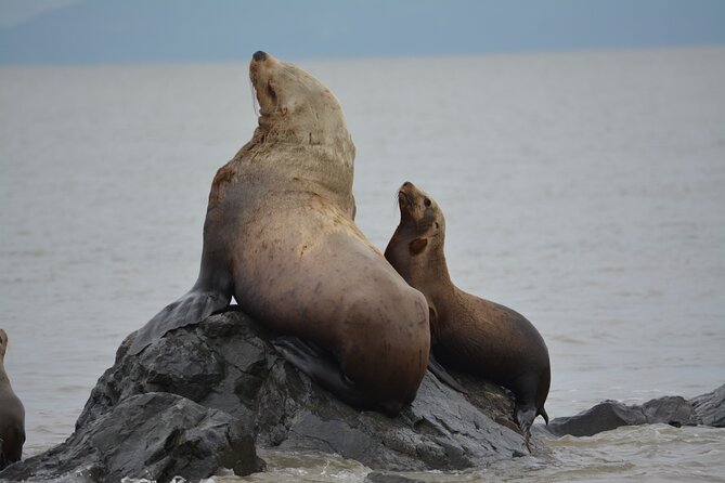 Wild Whale Watching Experience - Open Air Vessel - Seals, sea lions, birds, and smaller surprises