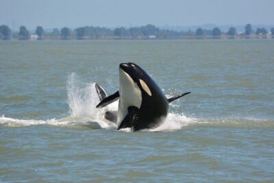 Wild Whale Watching Experience – Open Air Vessel