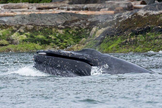 Wild Whale Watching Experience - Open Air Vessel - Motion sickness, snacks, and the five-hour reality