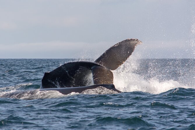 Wild Whale Watching Experience - Open Air Vessel - Who should book this open-air whale tour?