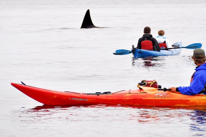 Wildlife Spotting Kayak Adventure on Orcas Island - Key points to know before paddling out
