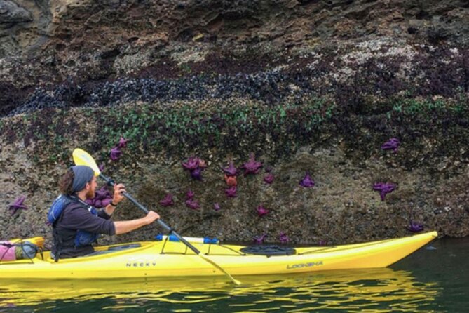 Wildlife Spotting Kayak Adventure on Orcas Island - Starting at 414 N Beach Road