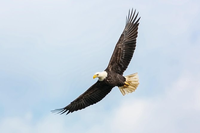 Wildlife Viewing, Sightseeing and Whale Watching Quest - Metlakatla Island and the eagle encounter