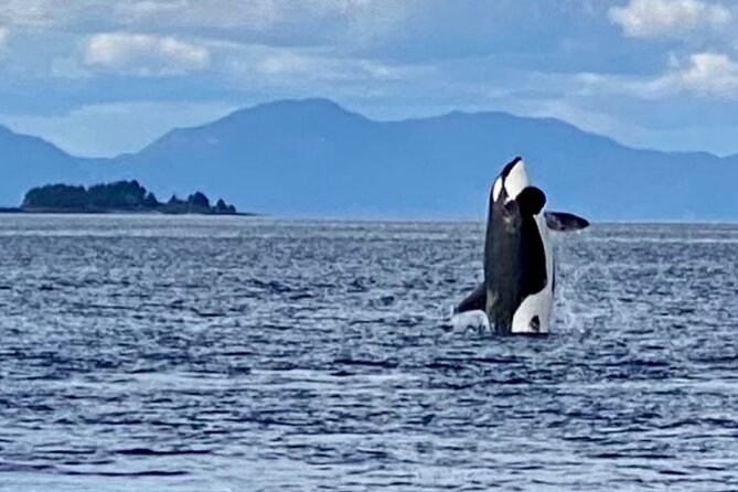 Wildlife Viewing, Sightseeing and Whale Watching Quest - Comfort on a cool and rainy Ketchikan day