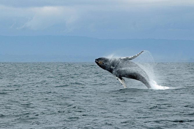 Wildlife Viewing, Sightseeing and Whale Watching Quest - Thomas Basin: a working start to the voyage