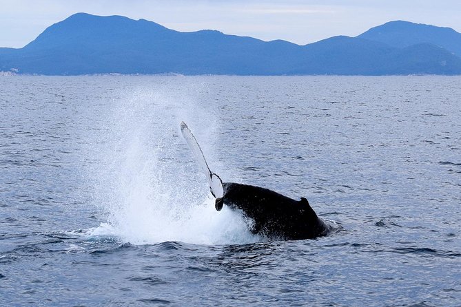 Wilsons Prom Whale Cruise - Key things to know before booking