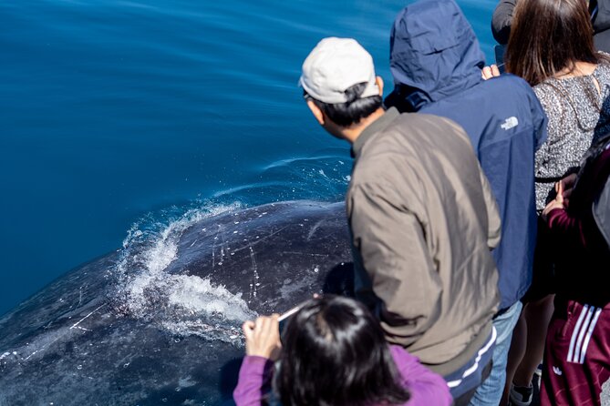 Wilsons Prom Whale Cruise - Wilsons Promontory from the water
