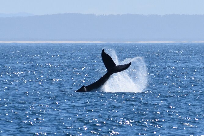 Wilsons Prom Whale Cruise - Morning tea, lunch, and a more comfortable day