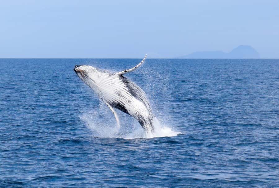 Wilsons Promontory: Whale Spotting Cruise with Lunch - Key points before you book