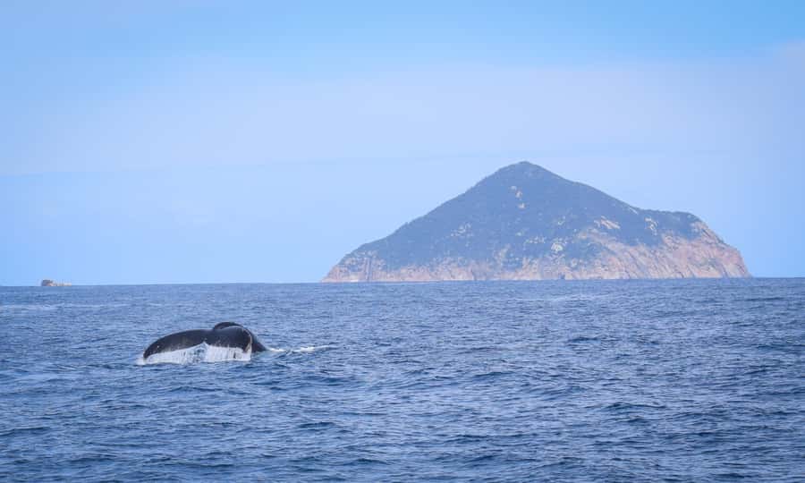 Wilsons Promontory: Whale Spotting Cruise with Lunch - Booking, cancellation, and timing