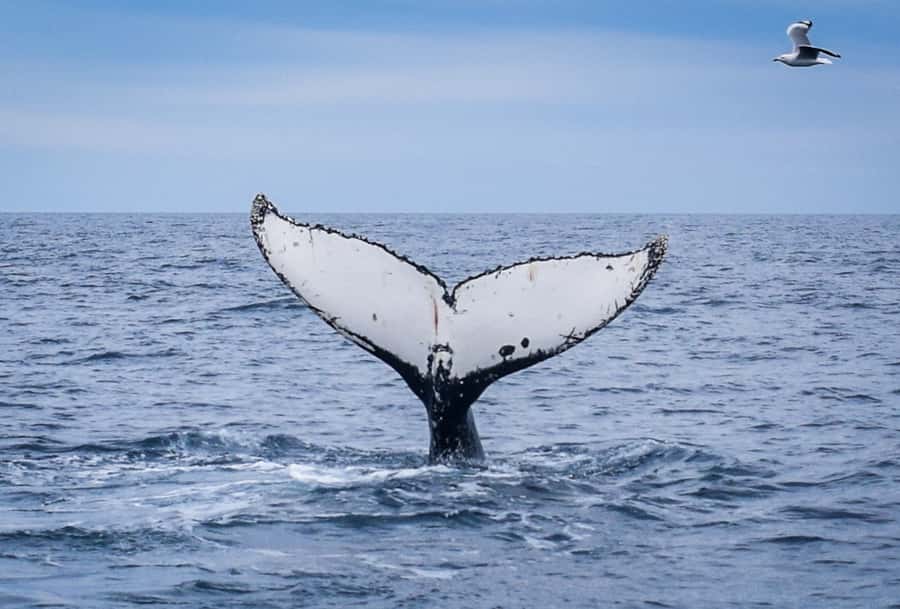 Wilsons Promontory: Whale Spotting Cruise with Lunch - Why the whale route is worth your time