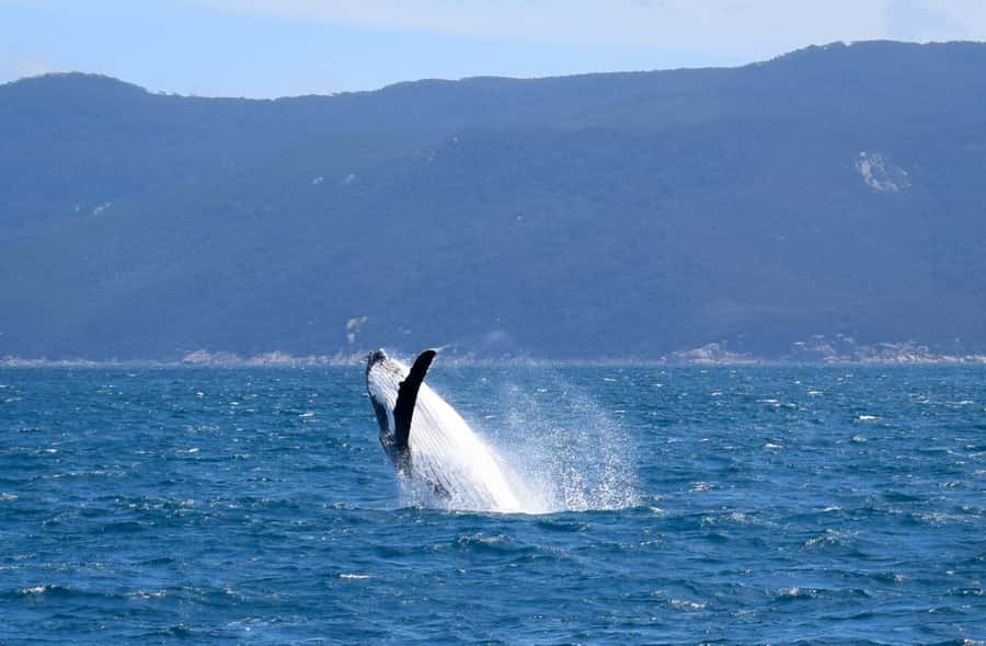 Wilsons Promontory: Whale Spotting Cruise with Lunch - Whale watching: what the day may feel like