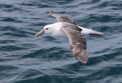 Wilsons Promontory: Whale Spotting Cruise with Lunch
