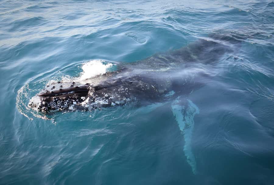 Wilsons Promontory: Whale Spotting Cruise with Lunch - Remote coves and coastal scenery