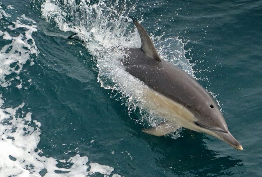 Wilsons Promontory: Whale Spotting Cruise with Lunch - Lunch, morning tea, and the practical value of the fare