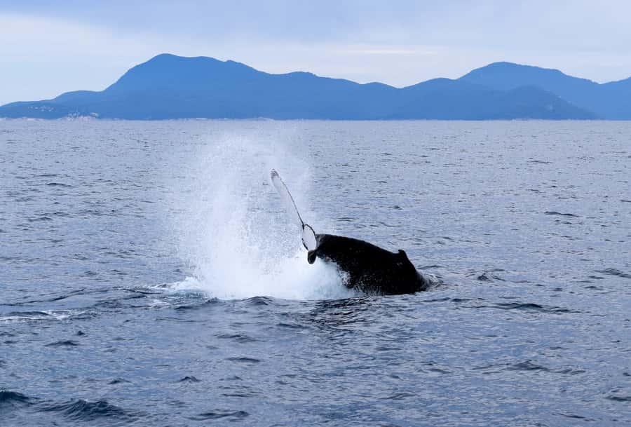 Wilsons Promontory: Whale Spotting Cruise with Lunch - Comfort, weather, and what to bring