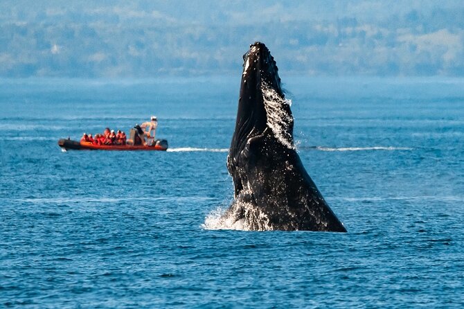 Winter Victoria Whale and Wildlife Zodiac Tour - Key points to know before you go