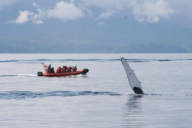 Winter Victoria Whale and Wildlife Zodiac Tour - Setting out from Victoria’s Inner Harbour
