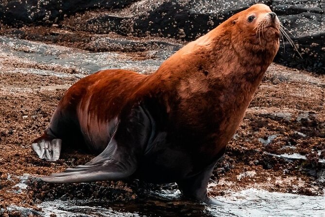Winter Victoria Whale and Wildlife Zodiac Tour - The Zodiac view and small-group advantage