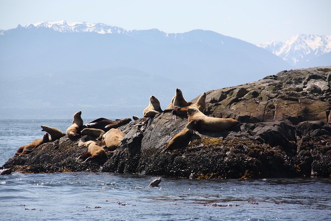 Winter Victoria Whale and Wildlife Zodiac Tour - Why winter can be a smart choice