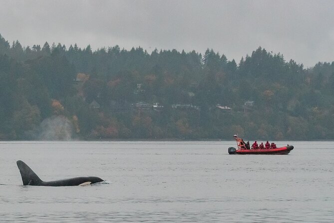 Winter Victoria Whale and Wildlife Zodiac Tour - Getting ready for a winter ride