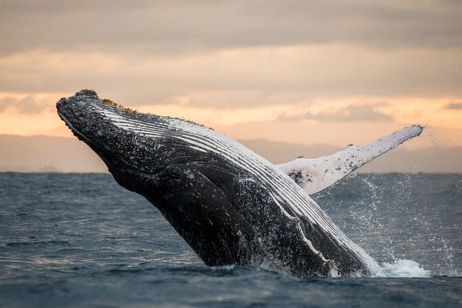 Winter Whale Watching Adventure in Kauai - Key points to know before booking