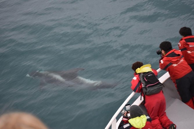Winter Whale Watching and Northern Lights Cruise from Reykjavik - Key points before you book