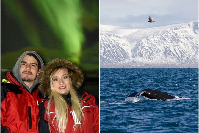 Winter Whale Watching and Northern Lights Cruise from Reykjavik - The three-hour whale watching cruise