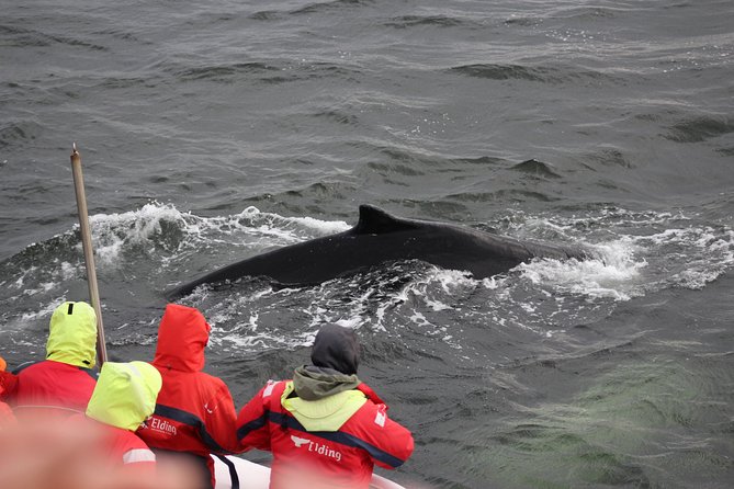 Winter Whale Watching and Northern Lights Cruise from Reykjavik - The evening Northern Lights cruise
